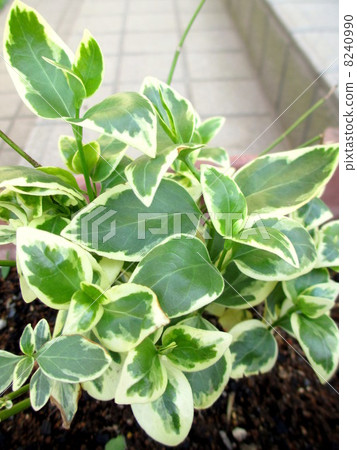 Leaves of Turnishitis Leaves of Turnishitis 8240990