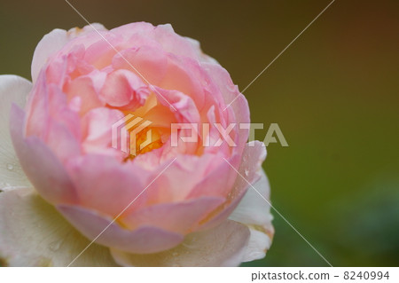 Roses «St. Swizzan» 8240994