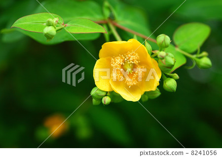 Flowers of Quincebai Flowers of Quincebai 8241056