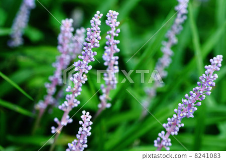 Yaburan花 8241083