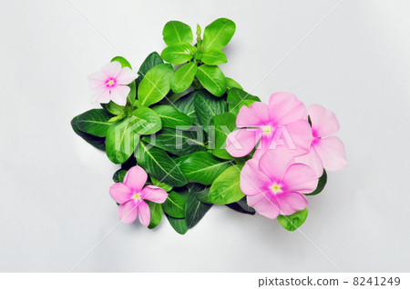 每日草粉紅8 8241249