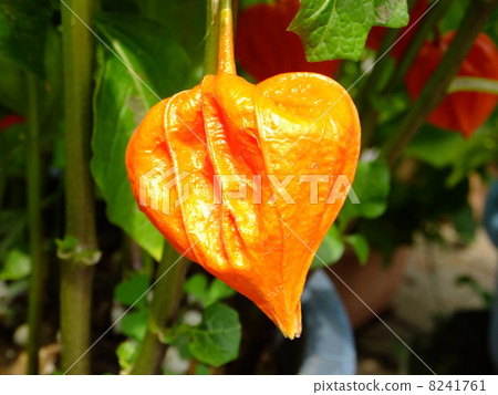 A book A book 8241761