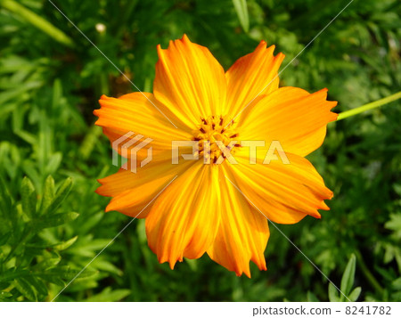 黃波斯菊 黃波斯菊 8241782