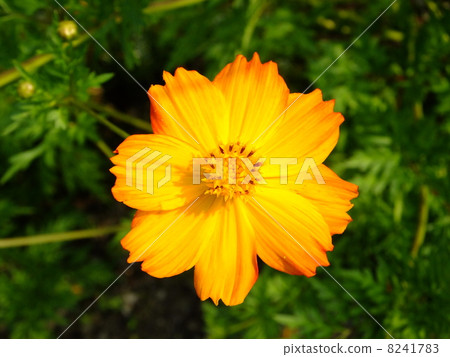 黃波斯菊 黃波斯菊 8241783