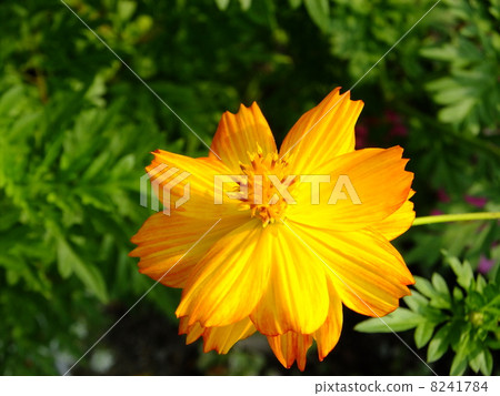 黃波斯菊 黃波斯菊 8241784