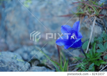 Southern Alps Sword Southern Alps Sword 8241837