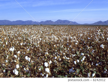 Cotton field 8242012