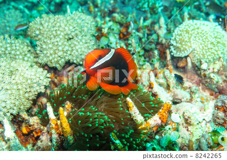 Hakimanbushi 8242265