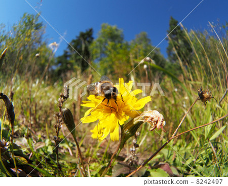 fly hoverfly on a flower fly hoverfly on a flower 8242497