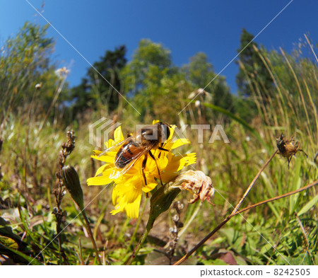 fly hoverfly on a flower fly hoverfly on a flower 8242505