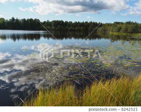 Lake in the summer Lake in the summer 8242521