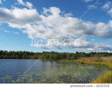 Lake in the summer Lake in the summer 8242528