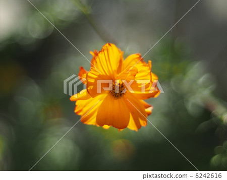 Flowers eshsholtsiya 8242616