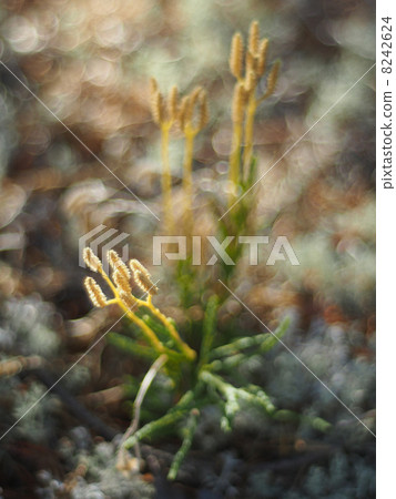 lycopodium moss 8242624