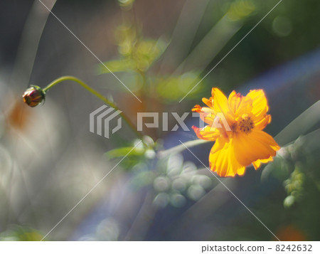 Flowers eshsholtsiya 8242632