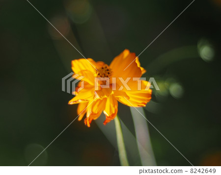 Flowers eshsholtsiya 8242649