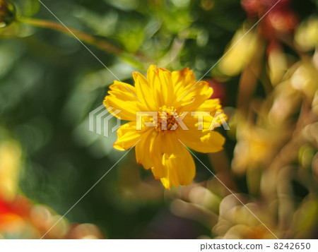 Flowers eshsholtsiya 8242650