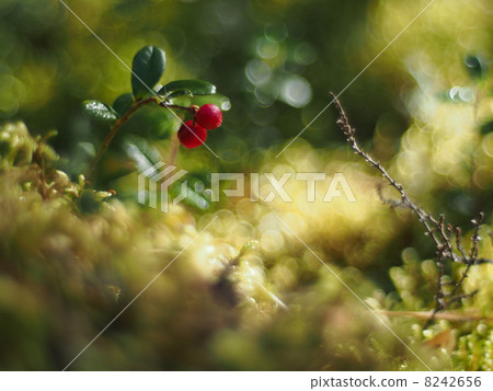 cranberries cranberries 8242656