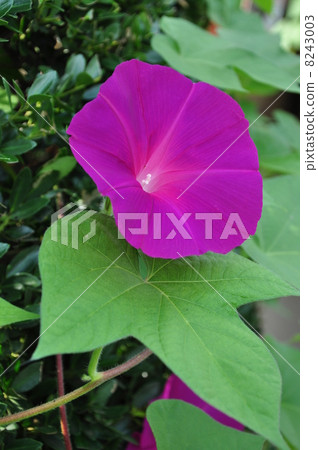 牽牛花 牽牛花 8243003
