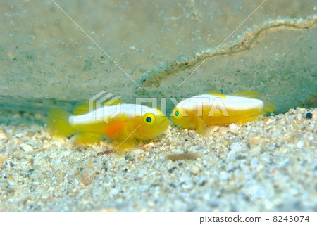 Nakamoto Irowake goby 8243074