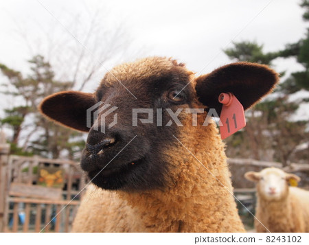 sheep  8243102