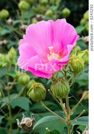  芙蓉 8243292