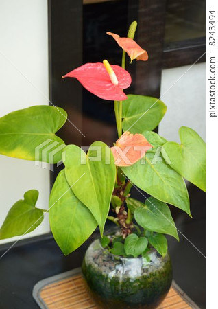 Anthurium 8243494