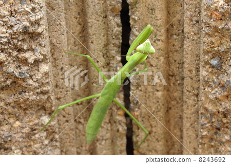 Caterpillar larva climbing a wall 8243692