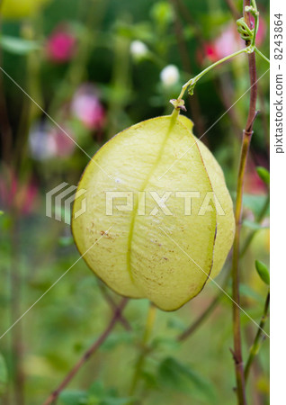 富森克魯茲 8243864