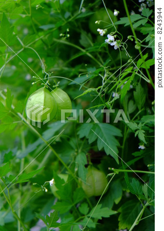 倒地鈴Cardiospermum halicacabum 倒地鈴Cardiospermum halicacabum 8243944