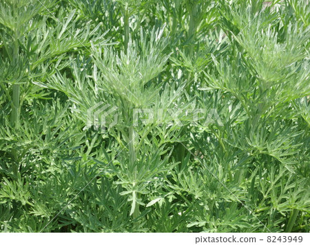 Wormwood (Nigamoyoshi) 8243949