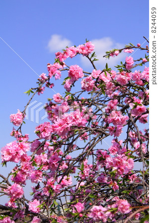 Shadow resemblance shining in the blue sky (pink): a weeping peach 8244059