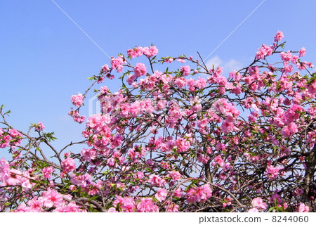 Shadow resemblance shining in the blue sky (pink): a weeping peach 8244060