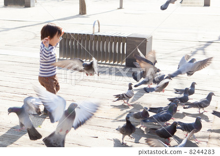 A child chasing a pigeon A child chasing a pigeon 8244283