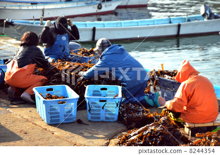 海藻釣魚 8244354