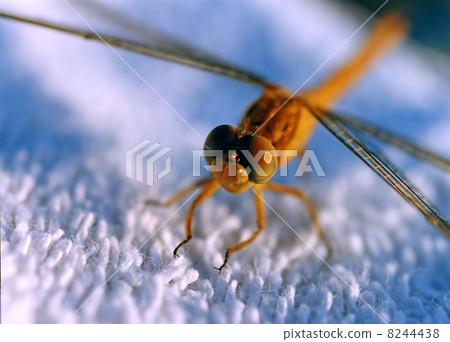 Dragonfly on cloth 8244438