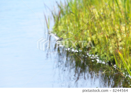 Ohoriboshimayama 8244564