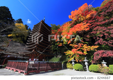 Daisyama Shrine Ten Three Level Tower and Autumn Leaves 8244887