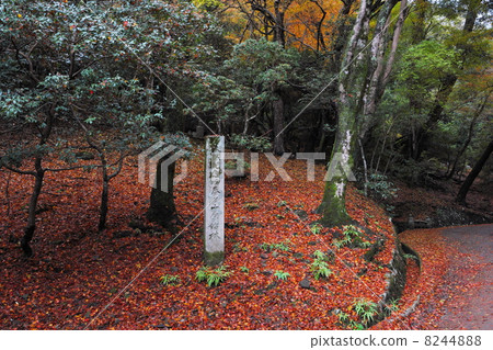 A monument and autumn leaves of the natural monument Kasugayama primitive forest A monument and autumn leaves of the natural monument Kasugayama primitive forest 8244888