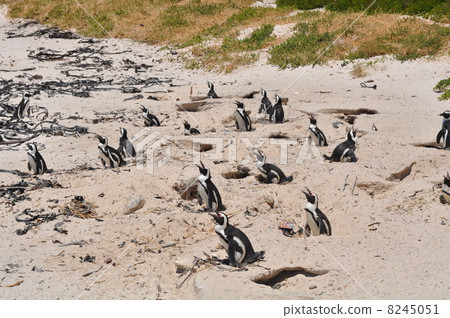 企鵝隊在巨石灘 8245051