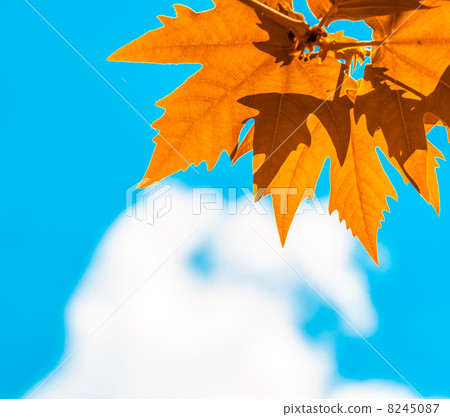 autumn leaves, very shallow focus autumn leaves, very shallow focus 8245087