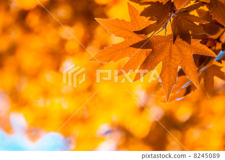 autumn leaves, very shallow focus 8245089