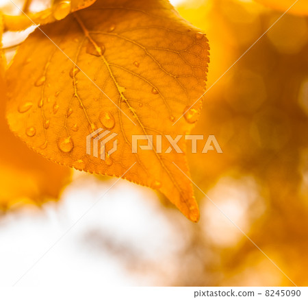 autumn leaves, very shallow focus autumn leaves, very shallow focus 8245090