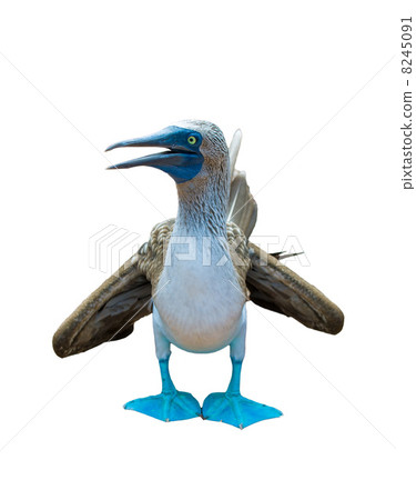 blue-footed booby over white background blue-footed booby over white background 8245091