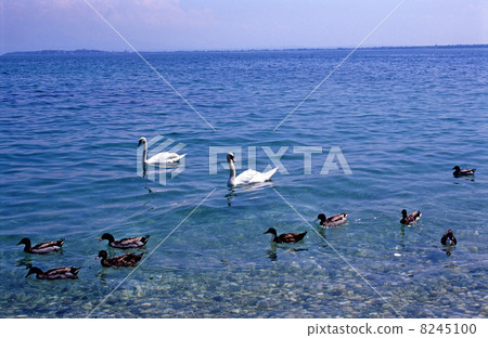 Swans and ducks Swans and ducks 8245100