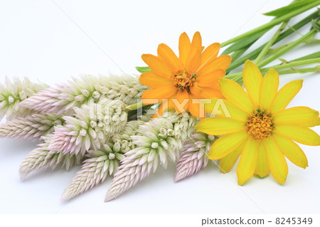 Nogaito和Zinia 8245349