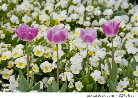 Pansy and fancy ruffle tulip 8245653