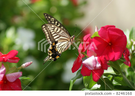抽花蜜的Swallowtail蝴蝶 8246168
