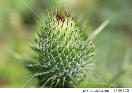 The bud of the American hornfly The bud of the American hornfly 8246320
