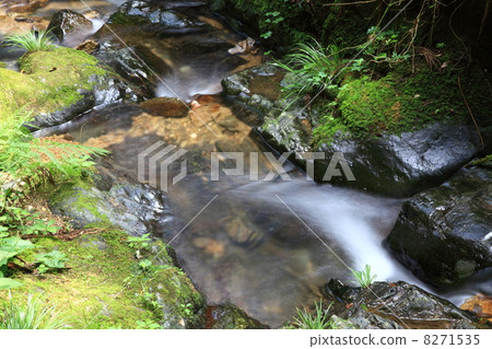 Senoragi of Ogawa 8271535